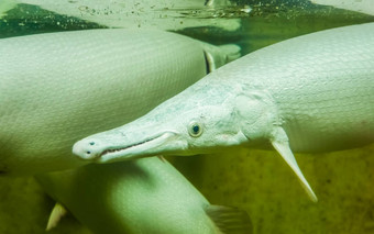 鳄鱼嘎嘎特写镜头有趣的热带鱼长鼻子异国情调的鱼specie美国受欢迎的水族馆宠物