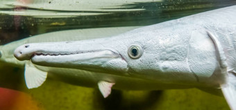 头鳄鱼嘎嘎特写镜头受欢迎的水族馆宠物热带鱼specie美国