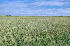 美丽的绿色字段小麦蓝色的天空自然背景