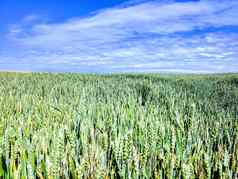景观农业场年轻的耳朵小麦绿色植物美丽的天空