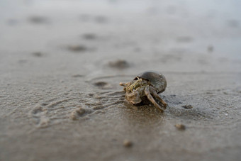 隐士螃蟹生活沙子海