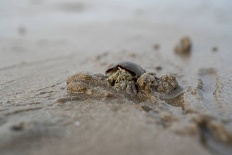 隐士<strong>螃蟹</strong>生活沙子海隐士<strong>螃蟹</strong>挖掘