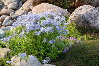 盛开的蓝色的夹竹桃花小假山夏天花园