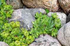 常年植物Sempervivum石莲花岩石花园假山夏天花园