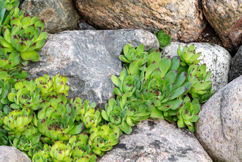 常年植物Sempervivum石莲花岩石花园<strong>假山</strong>夏天花园