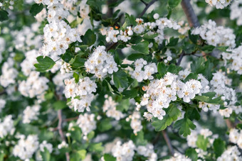 精致的白色花山楂春天花园