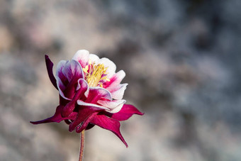 勃艮第花特里耧<strong>斗</strong>菜闪闪床上夏天花园特写镜头