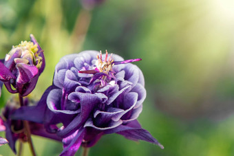 深紫色的花特里耧斗菜闪闪床上夏天花园特写镜头