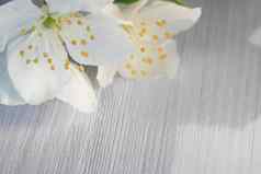花山梅花被称为茉莉花模拟橙色白色木表格