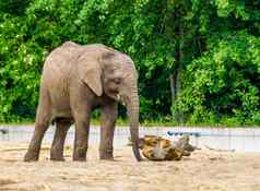 非洲大象小象牙脆弱的动物specie非洲