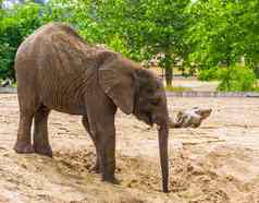 非洲大象小象牙特写镜头脆弱的动物specie非洲