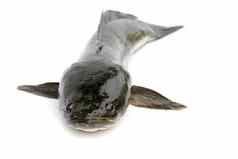 图像条纹黑鱼鱼孤立的白色背景