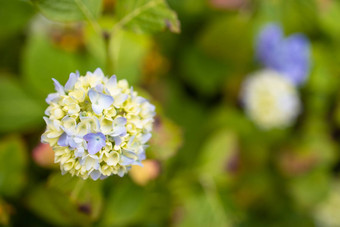 紫色的绣球花macrophylla开花花园夏天