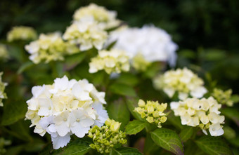 紫色的<strong>绣球花</strong>macrophylla开花花园夏天