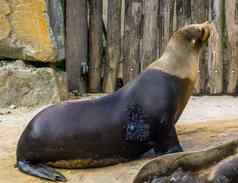 病海狮子肿瘤增长皮肤动物疾病医疗保健密封健康问题