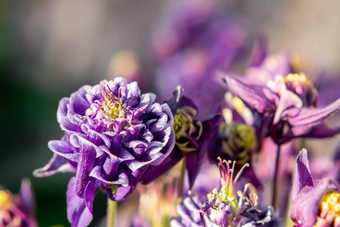深紫色的花特里耧斗菜闪闪床上夏天花园特写镜头