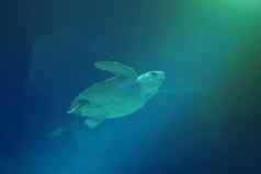 乌龟游泳蓝色的海洋
