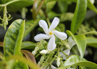 trachelospermumjasminoides常见的的名字包括南方<strong>茉莉花</strong>南部<strong>茉莉花</strong>明星<strong>茉莉花</strong>南方茉莉香水中国人明星<strong>茉莉花</strong>盛开的花园