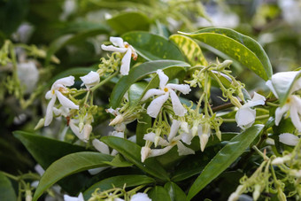 trachelospermumjasminoides常见的的名字包括南方<strong>茉莉花</strong>南部<strong>茉莉花</strong>明星<strong>茉莉花</strong>南方茉莉香水中国人明星<strong>茉莉花</strong>盛开的花园