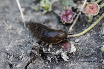 黑色的鼻涕虫阿里昂阿特尔黑色的阿里昂欧洲黑色的鼻涕虫大黑色的鼻涕虫坐着发给花园