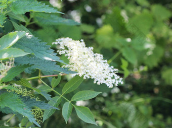 sambucus花布什老<strong>接骨木</strong>黑色的老欧洲老欧洲<strong>接骨木</strong>欧洲黑色的<strong>接骨木</strong>盛开的春天