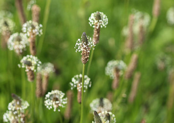 Plantago生长状况常见的的名字ribwort<strong>车前草</strong>narrowleaf<strong>车前草</strong>英语<strong>车前草</strong>ribleaf