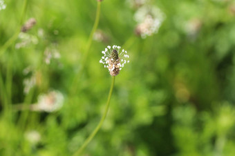 Plantago生长状况常见的的名字ribwort<strong>车前草</strong>narrowleaf<strong>车前草</strong>英语<strong>车前草</strong>ribleaf