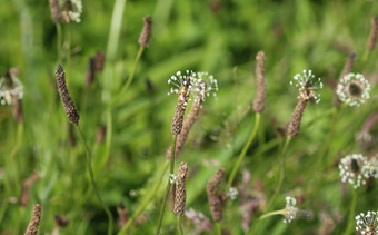 Plantago生长状况常见的的名字ribwort车前草narrowleaf车前草英语车前草ribleaf