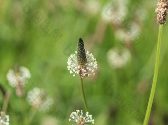 Plantago生长状况常见的的名字ribwort<strong>车前草</strong>narrowleaf<strong>车前草</strong>英语<strong>车前草</strong>ribleaf