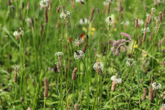 Plantago生长状况常见的的名字ribwort<strong>车前草</strong>narrowleaf<strong>车前草</strong>英语<strong>车前草</strong>ribleaf