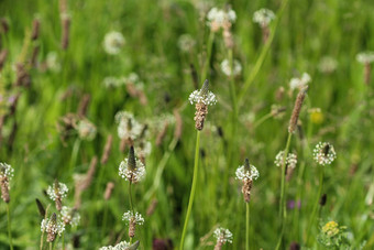 Plantago生长状况常见的的名字ribwort<strong>车前草</strong>narrowleaf<strong>车前草</strong>英语<strong>车前草</strong>ribleaf