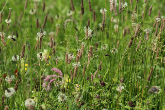 Plantago生长状况常见的的名字ribwort<strong>车前草</strong>narrowleaf<strong>车前草</strong>英语<strong>车前草</strong>ribleaf