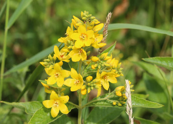 珍珠菜<strong>寻常</strong>的花花园珍珠菜黄色的珍珠菜花园黄色的珍珠菜盛开的夏天