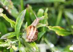 格罗夫蜗牛棕色（的）用嘴唇接触蜗牛Cepaeanemoralis花园