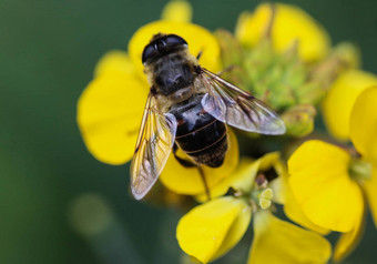 红斑tenax无人机飞欧洲食蚜蝇坐着花