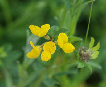 莲花corniculatus花常见的的名字包括常见的鸟的脚三叶草<strong>鸡蛋</strong>培根鸟的脚三叶草