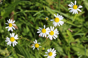 洋甘<strong>菊</strong>洋甘<strong>菊</strong>一般洋甘<strong>菊</strong>意大利卡莫姆拉德国洋甘<strong>菊</strong>匈牙利洋甘<strong>菊</strong>kamilla野生洋甘<strong>菊</strong>有<strong>香</strong>味的mayweed盛开的夏天季节