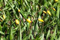 郁金香花开花阳光背景郁金香花郁金香花园