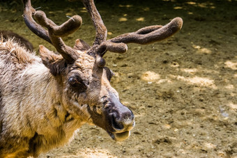 特写镜头脸驯鹿受欢迎的圣诞节动物欧洲美国脆弱的动物specie