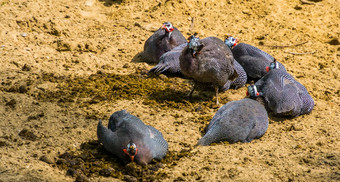 家庭佩戴头盔的珠鸟坐着沙子热带鸟specie非洲