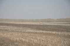 场仍然是豆芽一年的割草小麦农村