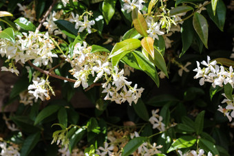 trachelospermumjasminoides常见的的名字包括南方<strong>茉莉花</strong>南部<strong>茉莉花</strong>明星<strong>茉莉花</strong>南方茉莉香水中国人明星<strong>茉莉花</strong>盛开的花园