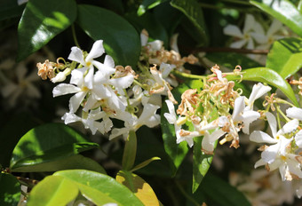 trachelospermumjasminoides常见的的名字包括南方<strong>茉莉花</strong>南部<strong>茉莉花</strong>明星<strong>茉莉花</strong>南方茉莉香水中国人明星<strong>茉莉花</strong>盛开的花园