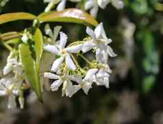 trachelospermumjasminoides常见的的名字包括南方茉莉花南部茉莉花明星茉莉花南方茉莉香水中国人明星茉莉花盛开的花园