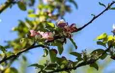 欧洲蟹苹果海棠结果表明树花盛开的春天