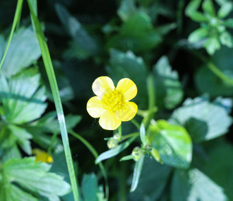 常见的草地<strong>毛茛</strong>属植物高<strong>毛茛</strong>属植物<strong>毛茛</strong>属植物acris盛开的春天