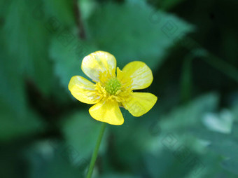 常见的草地<strong>毛茛</strong>属植物高<strong>毛茛</strong>属植物<strong>毛茛</strong>属植物acris盛开的春天