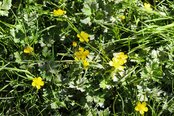 常见的草地<strong>毛茛</strong>属植物高<strong>毛茛</strong>属植物<strong>毛茛</strong>属植物acris盛开的春天