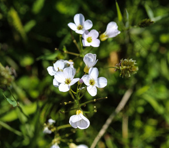 大苦水芹cardamine<strong>我爱你</strong>盛开的春天