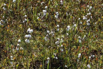 兔子的尾巴cottongrass草丛cottongrass埃里奥弗鲁姆2015: 2湿地盛开的春天